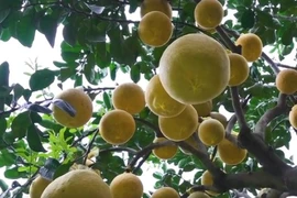 Bưởi Diễn vàng rực xuống phố đón Tết sớm 