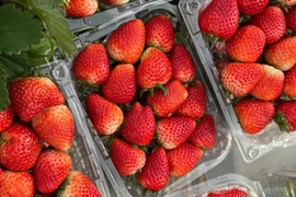 Mẹo phân biệt dâu tây Mộc Châu và Trung Quốc