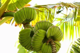 Chuối bàn tay Phật dáng lạ hút khách dịp Tết