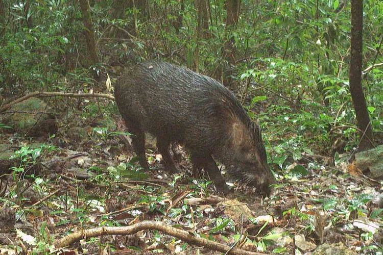 Dat bay anh, phat hien loat dong vat “quy hon vang” o VQG Vu Quang-Hinh-12