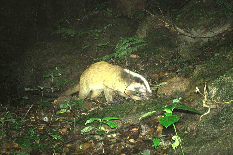 Dat bay anh, phat hien loat dong vat “quy hon vang” o VQG Vu Quang-Hinh-3
