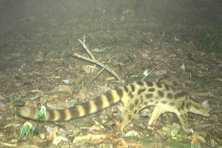 Dat bay anh, phat hien loat dong vat “quy hon vang” o VQG Vu Quang-Hinh-15