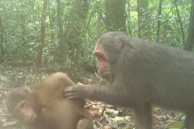 Dat bay anh, phat hien loat dong vat “quy hon vang” o VQG Vu Quang-Hinh-5