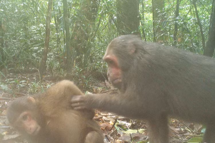 Dat bay anh, phat hien loat dong vat “quy hon vang” o VQG Vu Quang-Hinh-5