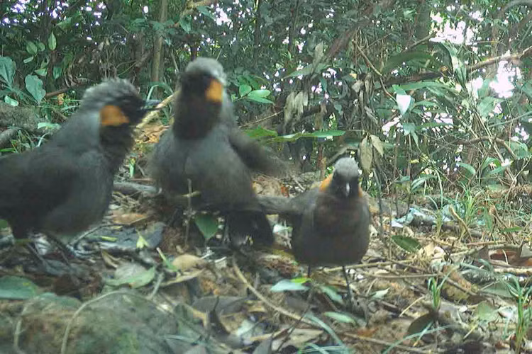 Dat bay anh, phat hien loat dong vat “quy hon vang” o VQG Vu Quang-Hinh-7