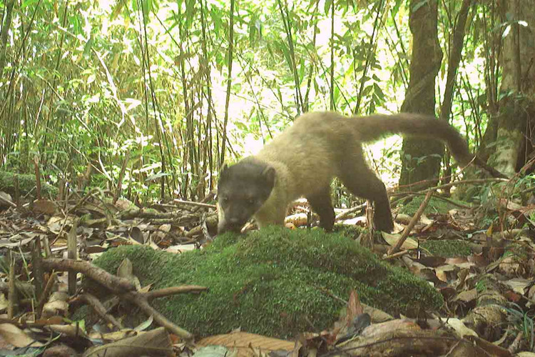 Dat bay anh, phat hien loat dong vat “quy hon vang” o VQG Vu Quang-Hinh-6