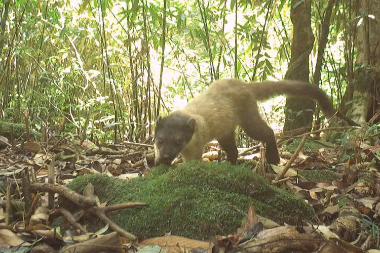 Dat bay anh, phat hien loat dong vat “quy hon vang” o VQG Vu Quang-Hinh-6