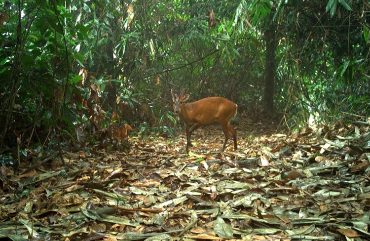 Dat bay anh, phat hien loat dong vat “quy hon vang” o VQG Vu Quang