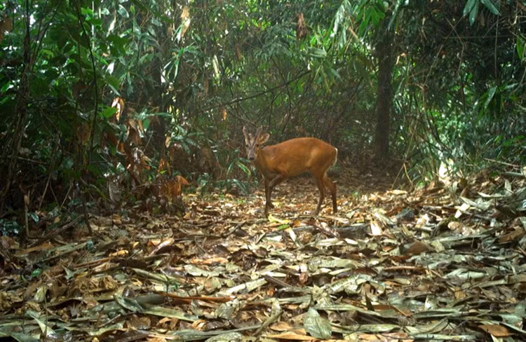 Dat bay anh, phat hien loat dong vat “quy hon vang” o VQG Vu Quang