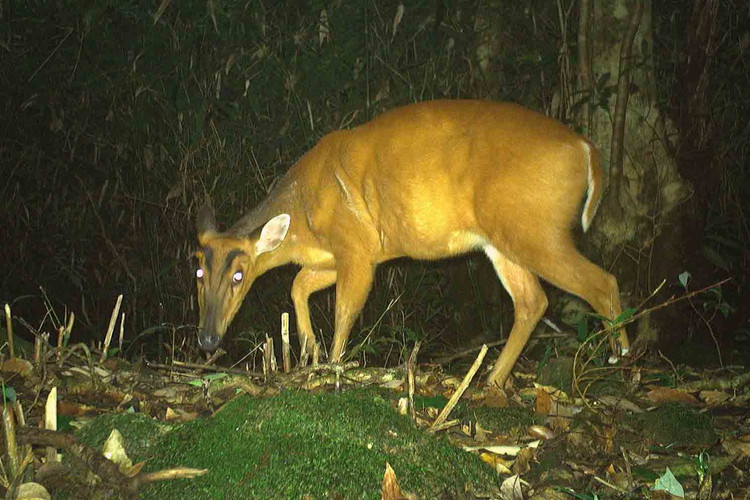 Dat bay anh, phat hien loat dong vat “quy hon vang” o VQG Vu Quang-Hinh-11