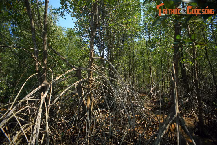 Lang nhin phong canh dep nhu tranh ve cua tinh Kien Giang-Hinh-8