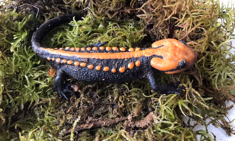 10 dong vat doc - di - la duoc phat hien 2023: Mot loai o Viet Nam!-Hinh-10