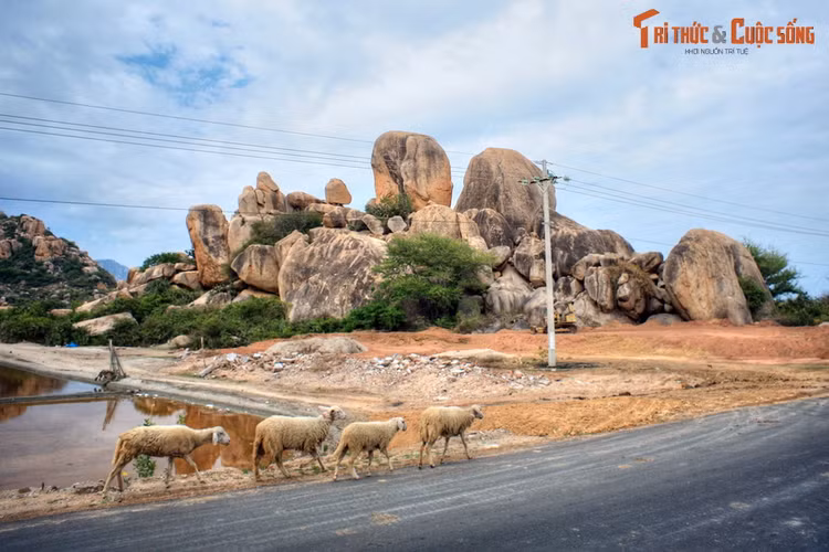 Lang nhin buc tranh phong canh dep ngo ngan cua Ninh Thuan-Hinh-9