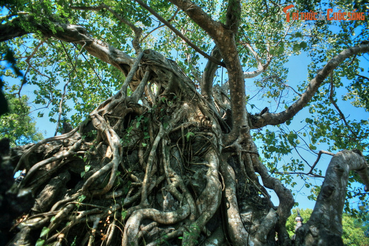 Da mat voi tuyet pham hon non bo trong Hoang thanh Hue-Hinh-10