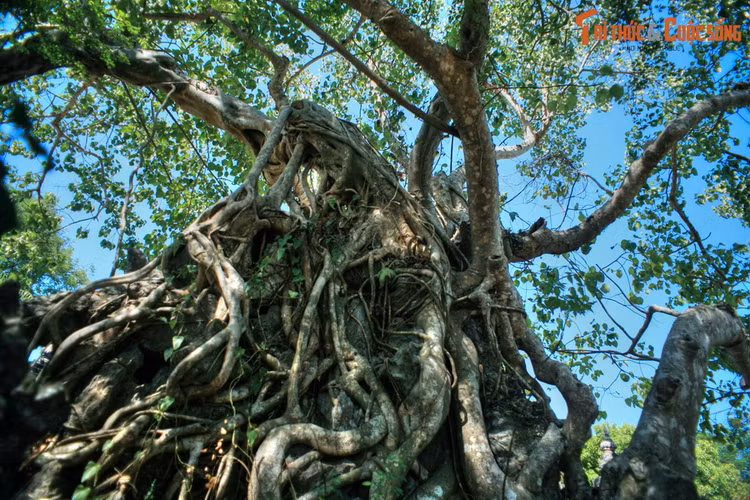 Da mat voi tuyet pham hon non bo trong Hoang thanh Hue-Hinh-10