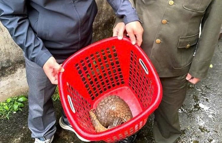 Người dân Quảng Trị giao nộp cá thể tê tê quý hiếm Nguoi dan Quang Tri giao nop ca the te te quy hiem