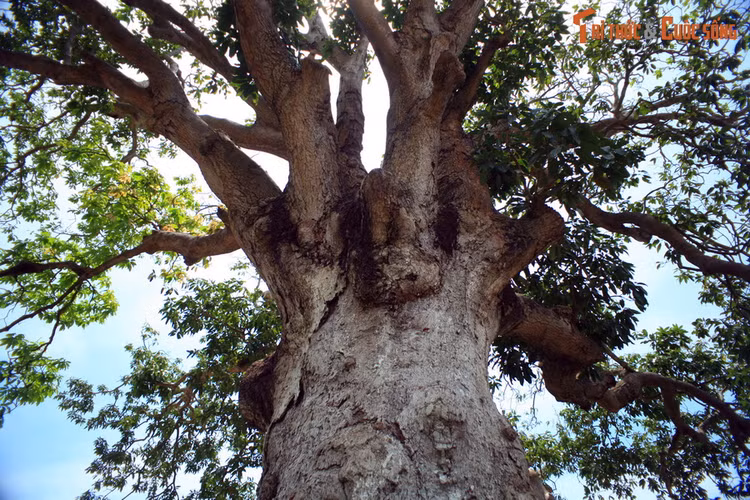 Top 10 dia diem phai ghe tham o xu Cong tu Bac Lieu-Hinh-6