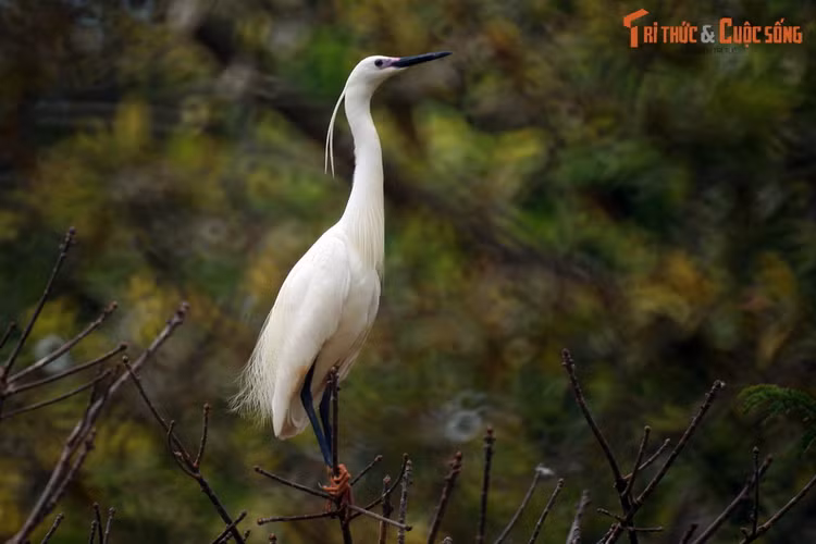 Top 10 dia diem phai ghe tham o xu Cong tu Bac Lieu-Hinh-7
