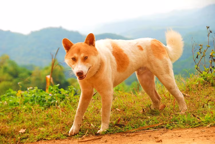 Kham pha “tu dai quoc khuyen” duoc in hinh tren tem buu chinh VN-Hinh-6