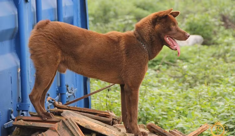 Kham pha “tu dai quoc khuyen” duoc in hinh tren tem buu chinh VN-Hinh-8