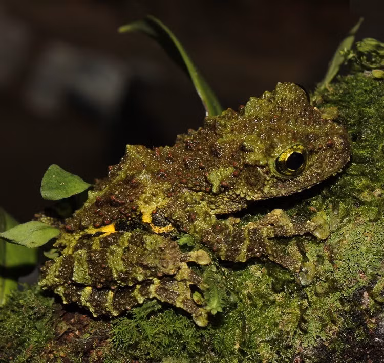 Top sinh vat doc dao duoc phat hien o Viet Nam gan day-Hinh-2