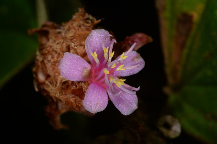 Top sinh vat doc dao duoc phat hien o Viet Nam gan day-Hinh-6