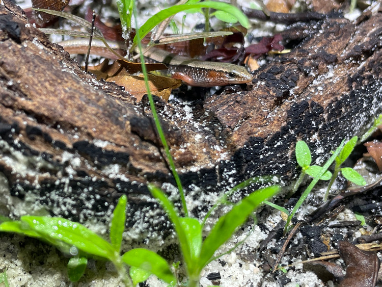 Top sinh vat doc dao duoc phat hien o Viet Nam gan day-Hinh-4