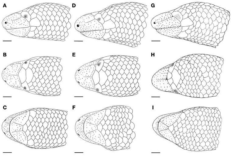 Soi loai than lan khong mat khong chan vua phat hien o Ninh Thuan-Hinh-5
