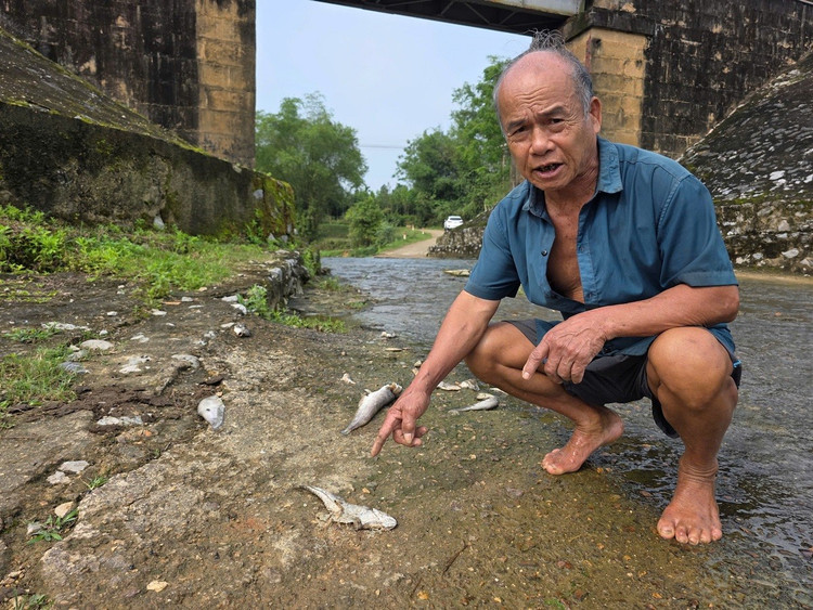 Cá chết hàng loạt dọc bờ suối Khe Ác, Hà Tĩnh Ca chet hang loat doc bo suoi Khe Ac, Ha Tinh