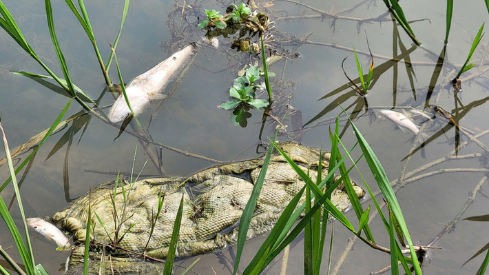 Cá chết hàng loạt dọc bờ suối Khe Ác, Hà Tĩnh - Hình 2 Ca chet hang loat doc bo suoi Khe Ac, Ha Tinh-Hinh-2