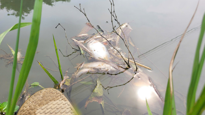 Cá chết hàng loạt dọc bờ suối Khe Ác, Hà Tĩnh - Hình 3 Ca chet hang loat doc bo suoi Khe Ac, Ha Tinh-Hinh-3