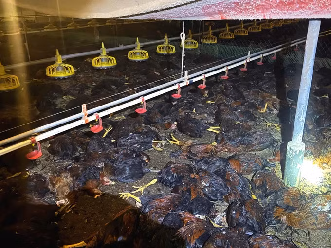 Lao nong Ha Tinh mat hon 8.000 con ga vi su co dien