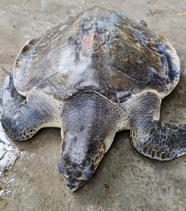 Tha ca the rua bien “quy nhu vang” ve dai duong-Hinh-2