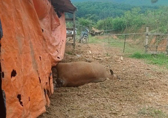 Ha Tinh: Nong dan khoc rong vi dan bo lan ra chet bat thuong