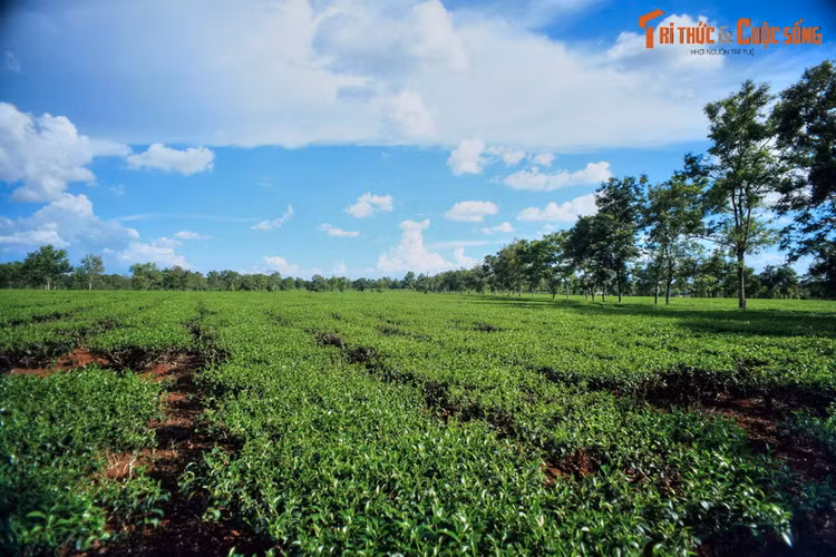 Co gi hot tren cung duong tu Pleiku di Kon Tum?-Hinh-6