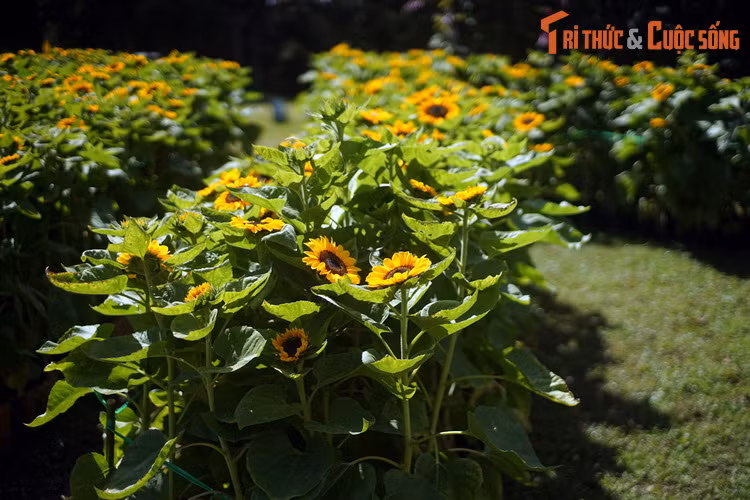 Dieu bat ngo ve vuon hoa lau doi, hut khach nhat Da Lat-Hinh-8