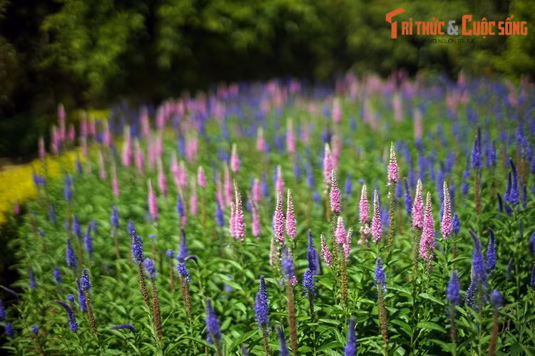 Dieu bat ngo ve vuon hoa lau doi, hut khach nhat Da Lat-Hinh-7