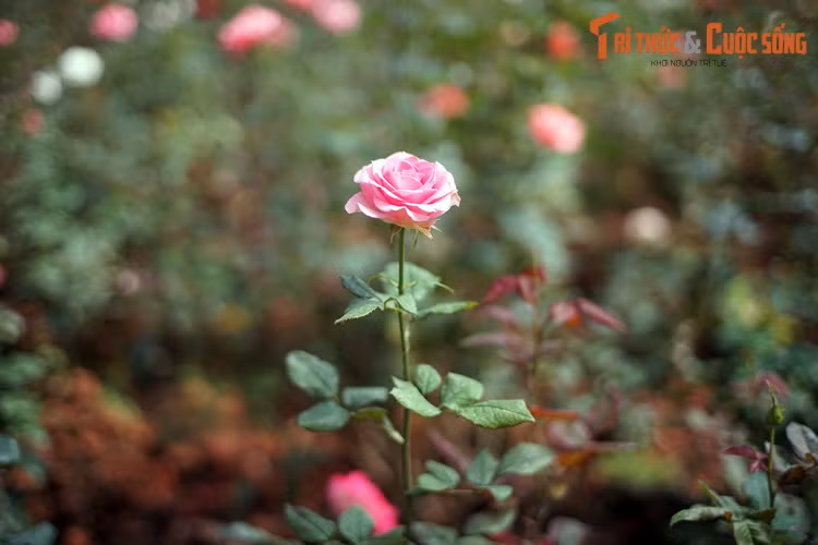 Dieu bat ngo ve vuon hoa lau doi, hut khach nhat Da Lat-Hinh-12