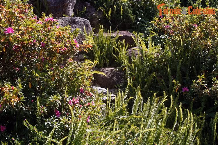 Dieu bat ngo ve vuon hoa lau doi, hut khach nhat Da Lat-Hinh-14