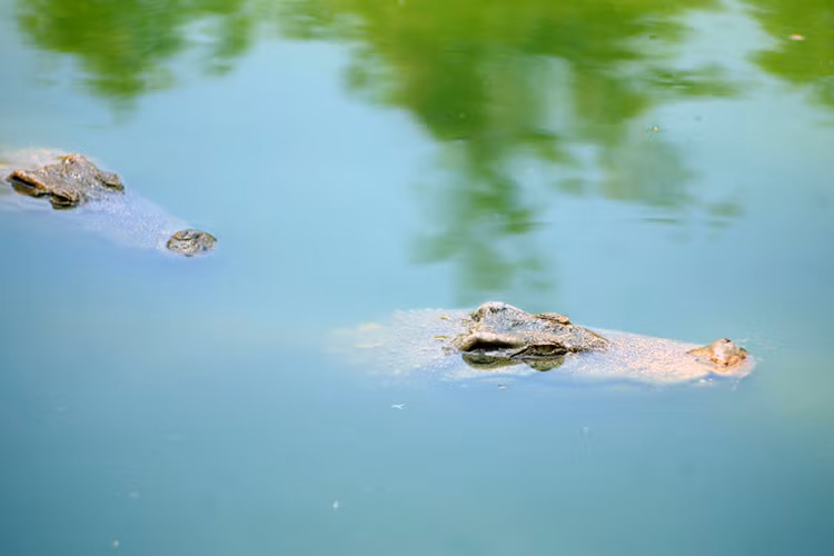 Tan man ve hinh tuong rong trong lich su, van hoa Viet Nam-Hinh-10