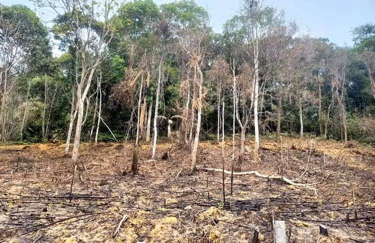 Dot thuc bi gay chay rung, nguoi dan ong bi phat 90 trieu dong