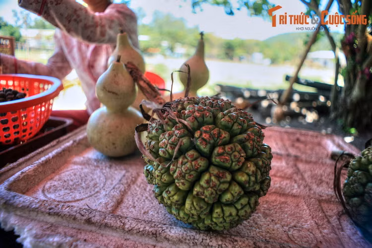 10 dieu tuyet hay phai trai nghiem o hon dao lon nhat Hoi An-Hinh-5