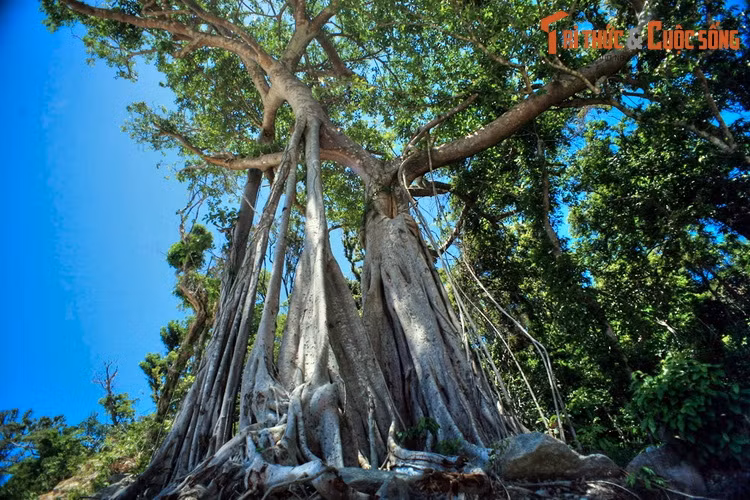 10 dieu tuyet hay phai trai nghiem o hon dao lon nhat Hoi An-Hinh-7