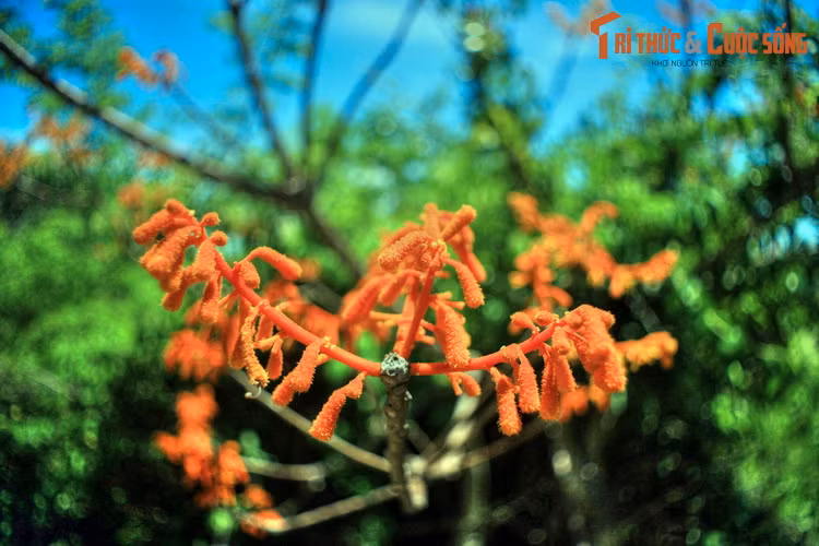 10 dieu tuyet hay phai trai nghiem o hon dao lon nhat Hoi An-Hinh-6