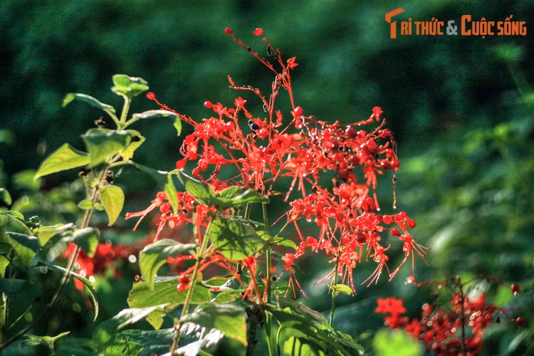 Chiem nguong day nui giong dang hinh phu nu, dep nhat xu Thanh-Hinh-6