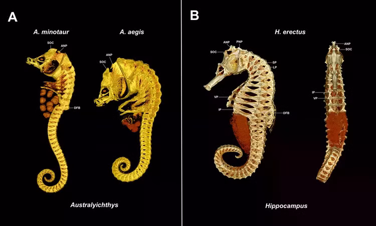 comparative-micro-ct-images-of-australyichthys-minotaur-csiro-h4464-01-male-and-a-aegis-sama-f14993-male-with-hippocampus-erectus-l.png