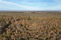 Cây chết hàng loạt tại Australia do biến đổi khí hậu