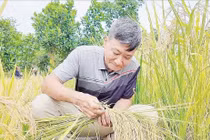 Nhà khoa học nông dân tạo giống nếp thơm được bảo hộ độc quyền