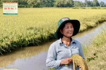 Người phụ nữ đứng sau giống lúa tỷ đô Việt Nam