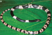 Phát hiện loài rắn mới Lycodon calcarophilus trong rừng đá vôi Việt Nam